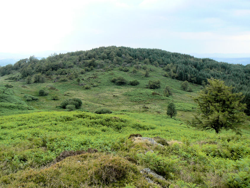 Birch Fell Birch Fell